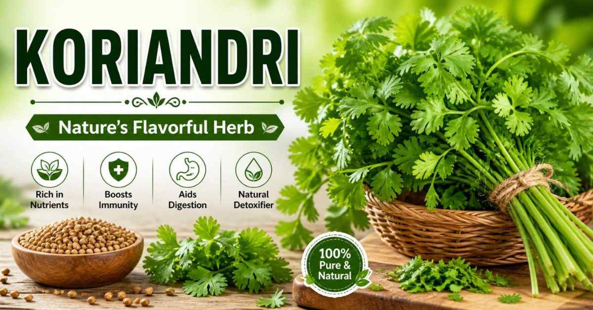 Koriandri: Health Benefits, Uses & Complete Guide
